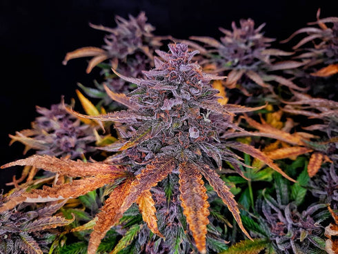 Top Shelf Elite Seeds - Auto Black Sundae